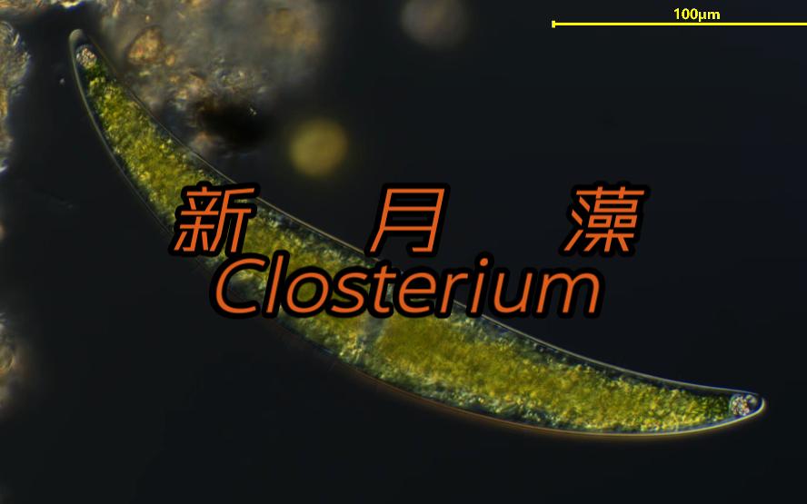 新月藻Closterium【24年11月观察记录】哔哩哔哩bilibili