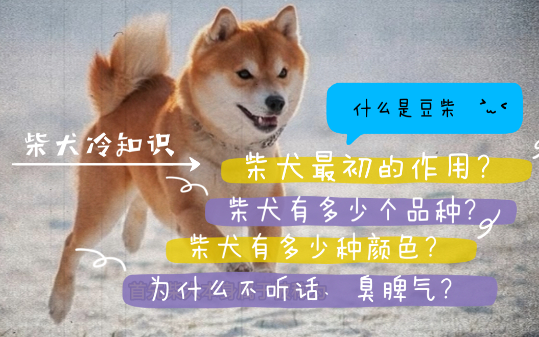 详解柴犬|柴主来对号了|柴犬的这些“冷知识”你知道多少?哔哩哔哩bilibili