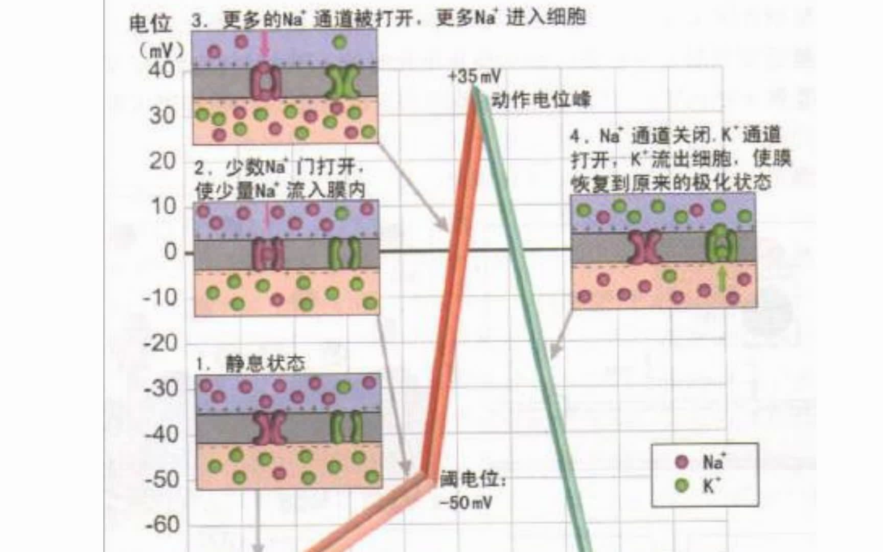 阈电位和兴奋性哔哩哔哩bilibili