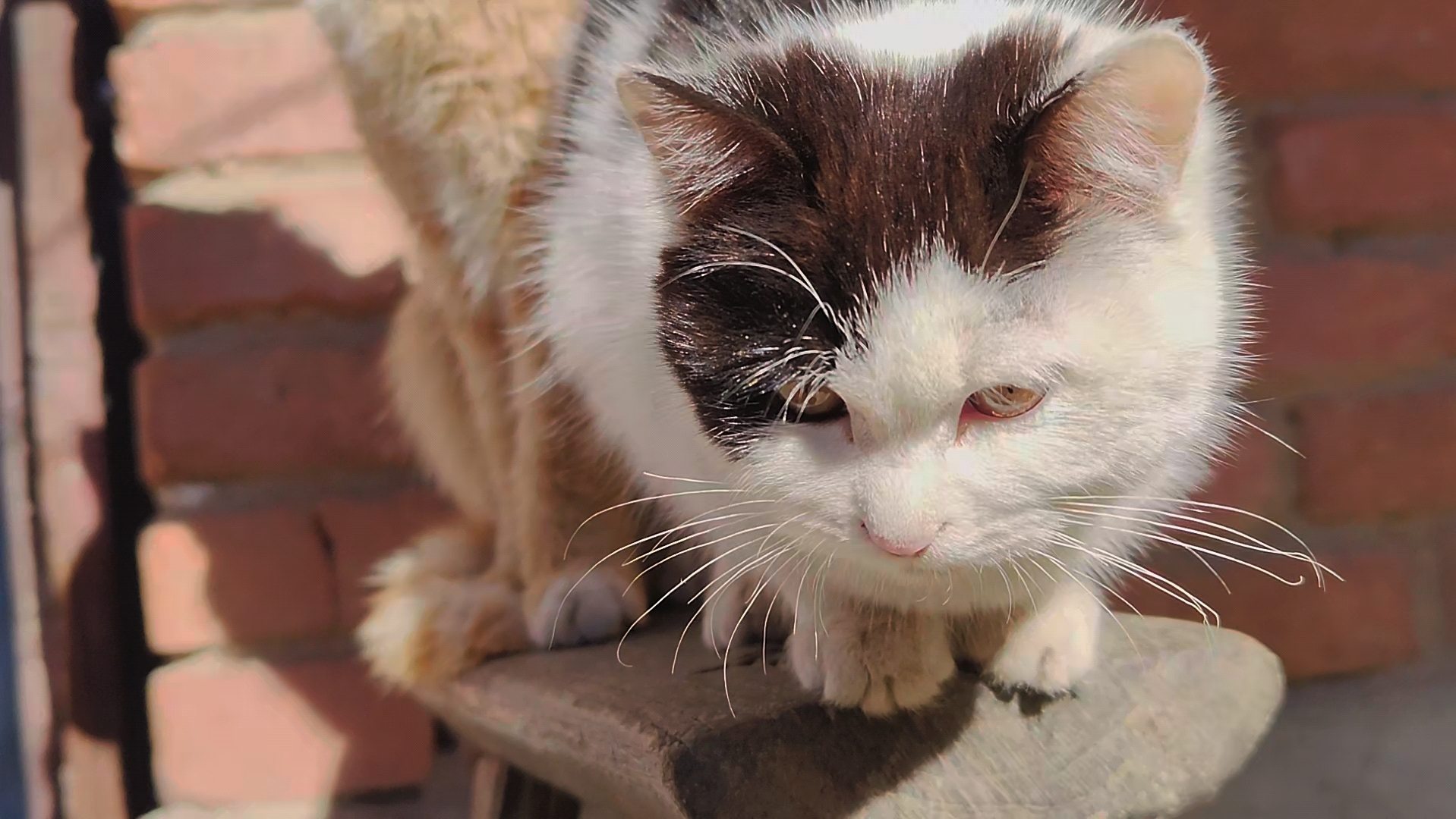 看两只猫咪悠闲地晒着太阳,多么美滋滋啊!