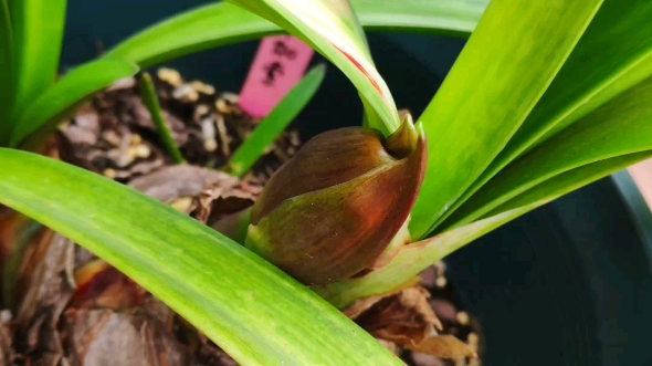 朱顶红(毕加索)开花