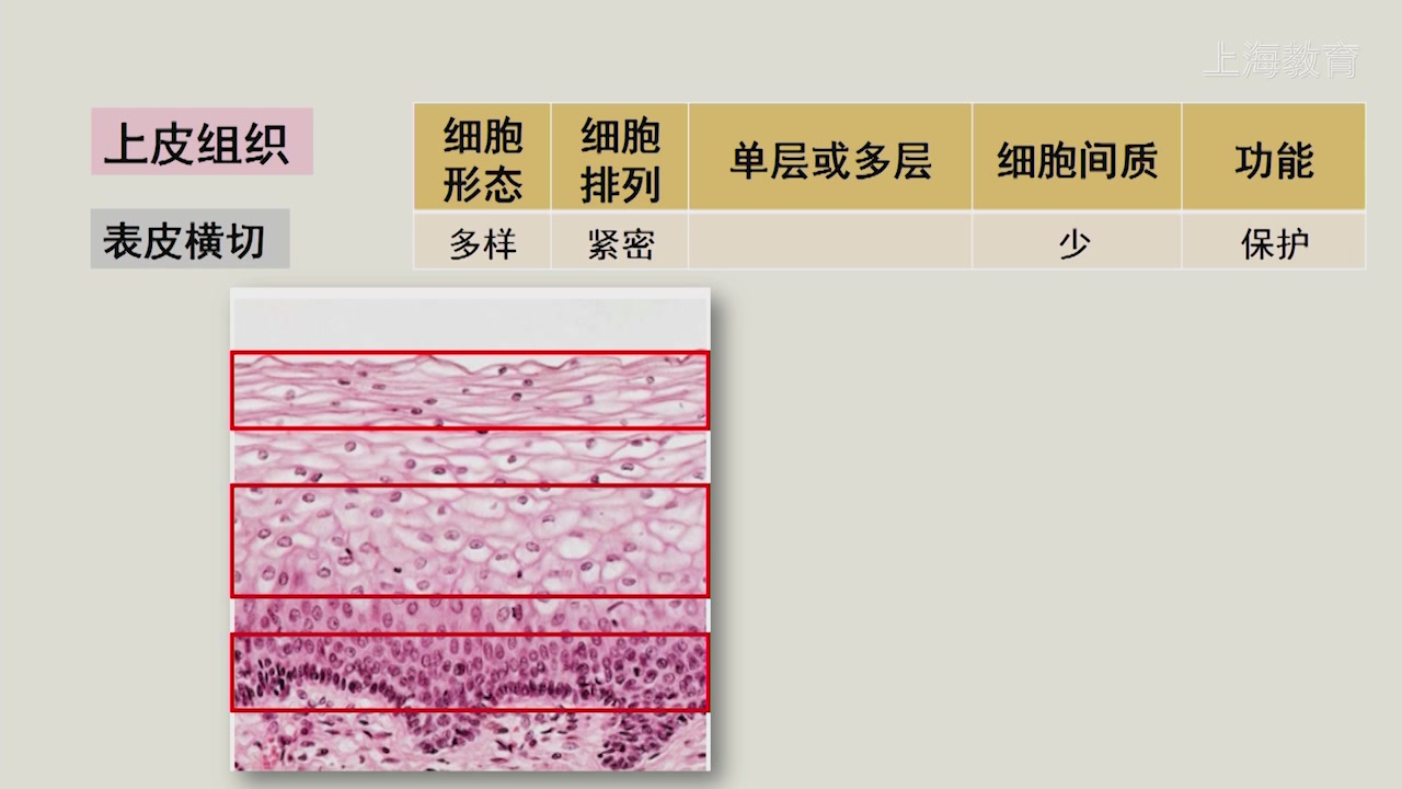 [图]人体四大基本组织（上皮组织 结缔组织 肌组织神经组织）