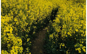 [图]春天的油菜花的