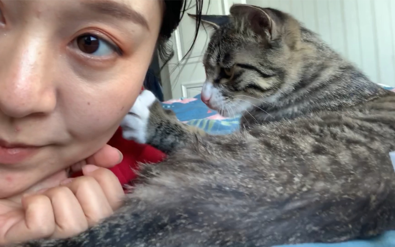 狸花猫:女人你的头发该洗了!比我的菊花还有味道!