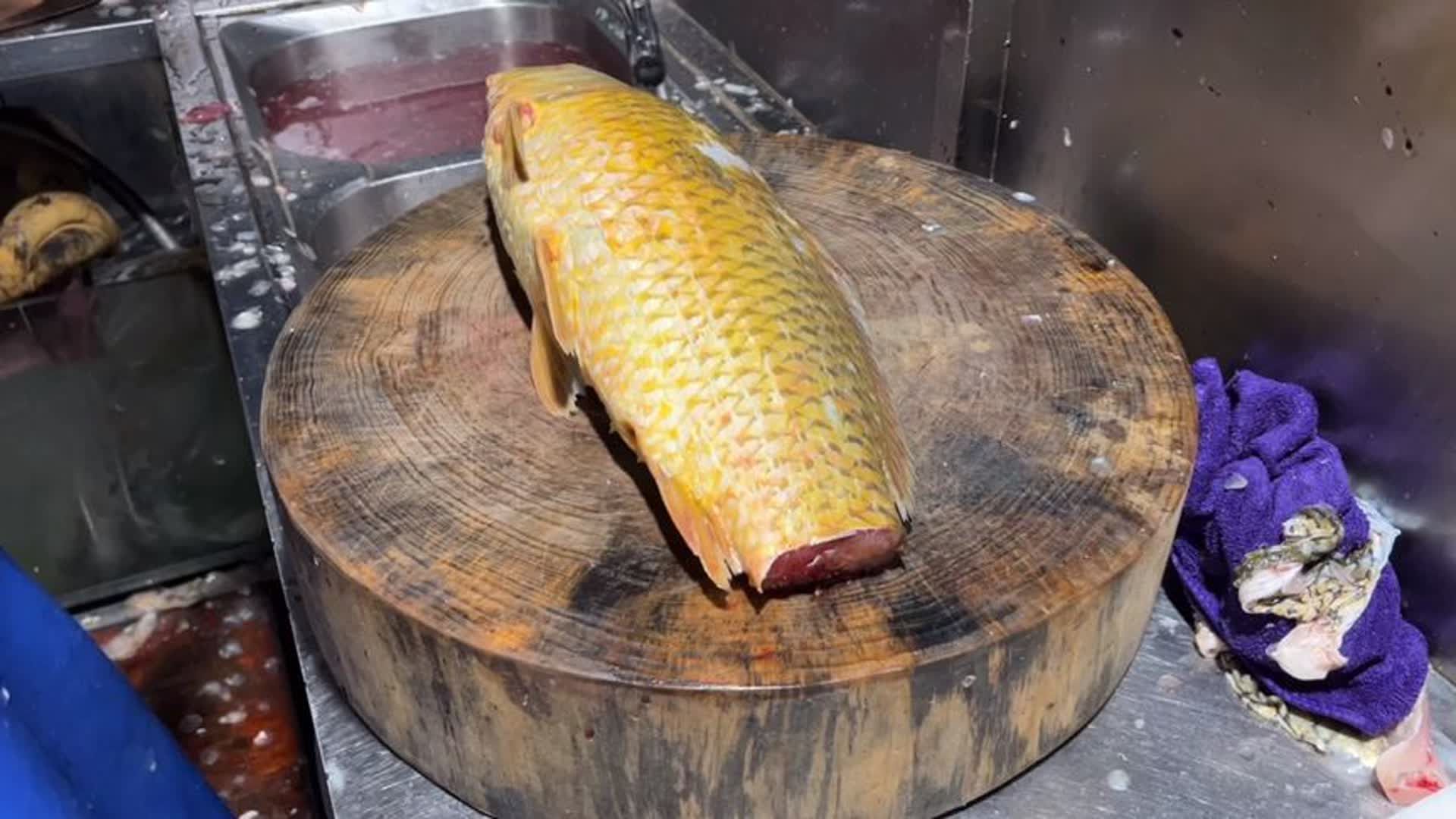 用这种原生态的郁江野生黄肉鲤鱼切鱼生,很多广西人看完都流口水