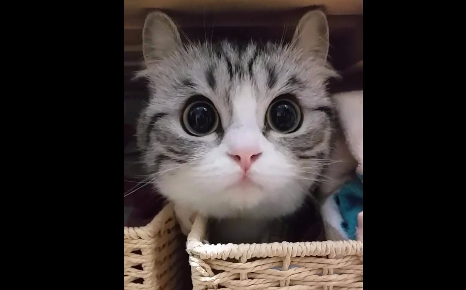 【komaru】一只大眼睛兔耳朵的猫宝宝