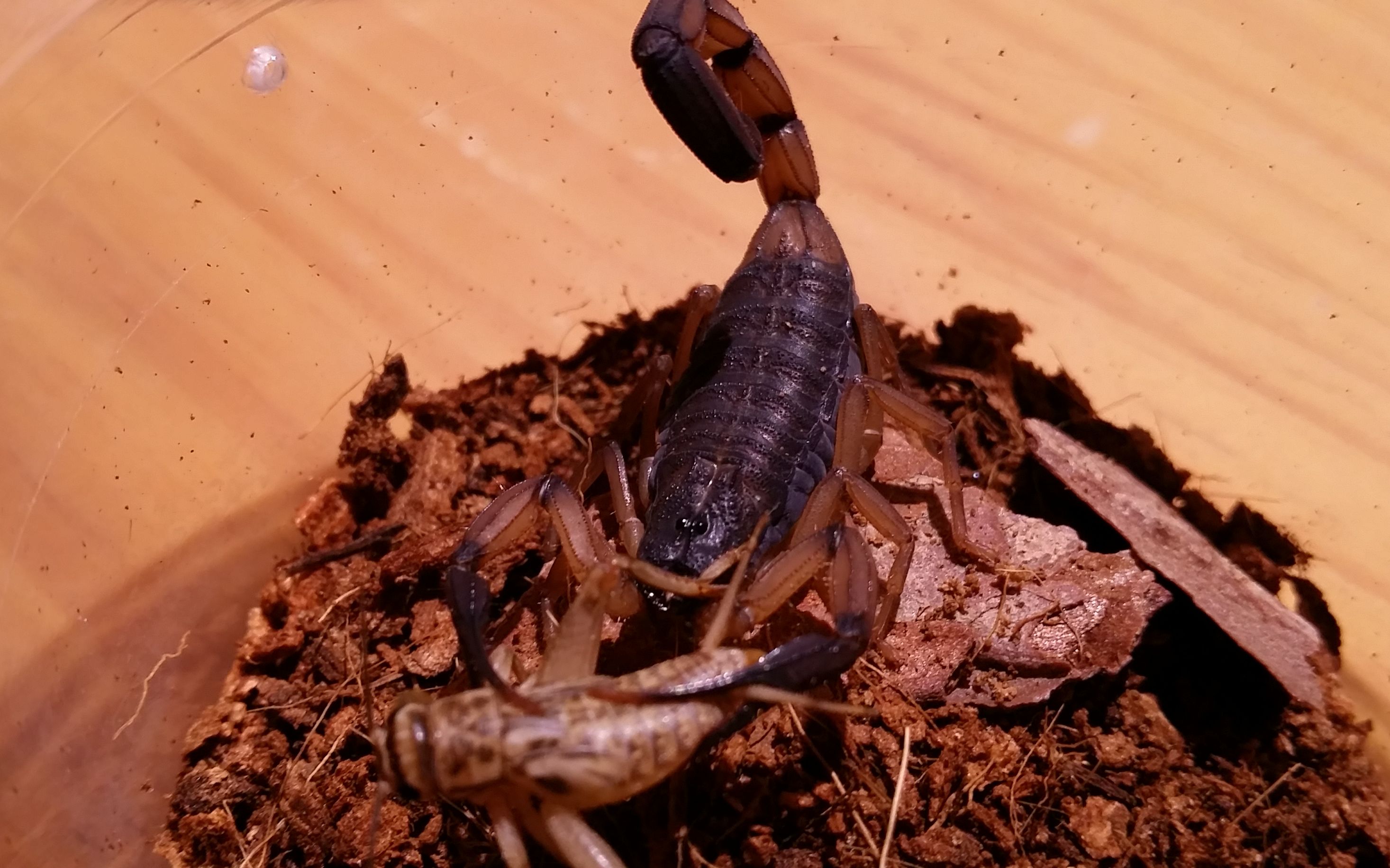 【蝎子】双色似刺尾蝎centruroides bicolor捕食