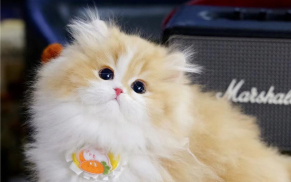 精品橘白米努特矮脚弟弟开脸满背 五粉爆毛贴地矮萌萌爆炸款小猫咪,一