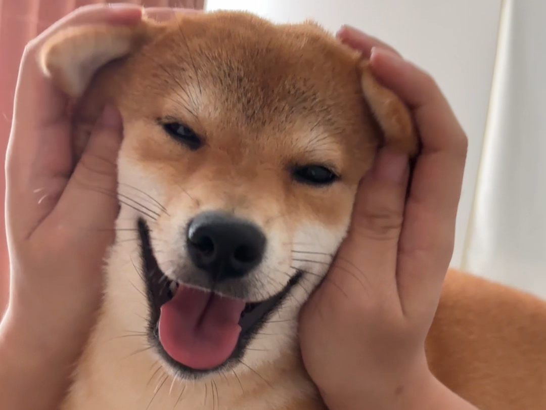 【柴犬日常】被主人揉脸的小柴犬笑得超开心!
