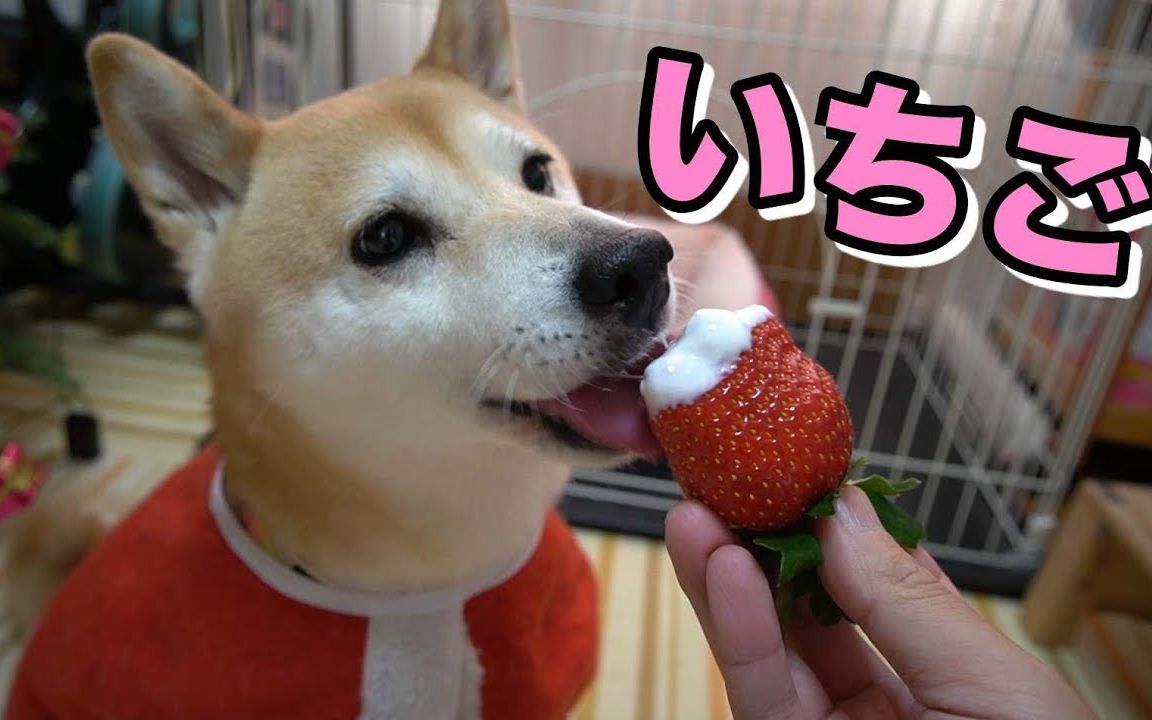 【柴犬小春】草莓也是可以喝的东西.
