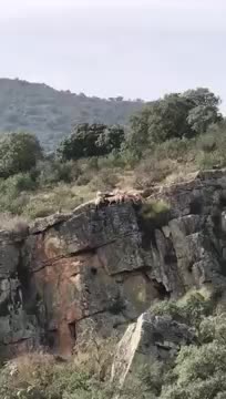 [图]西班牙 猎鹿 狗掉下山崖完全版.