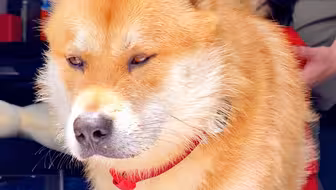 今天打狂犬疫苗更新狗证，医生说它看起来很大但蛮乖的