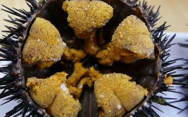 巨型海胆寿司人间美味你忍得住吗?