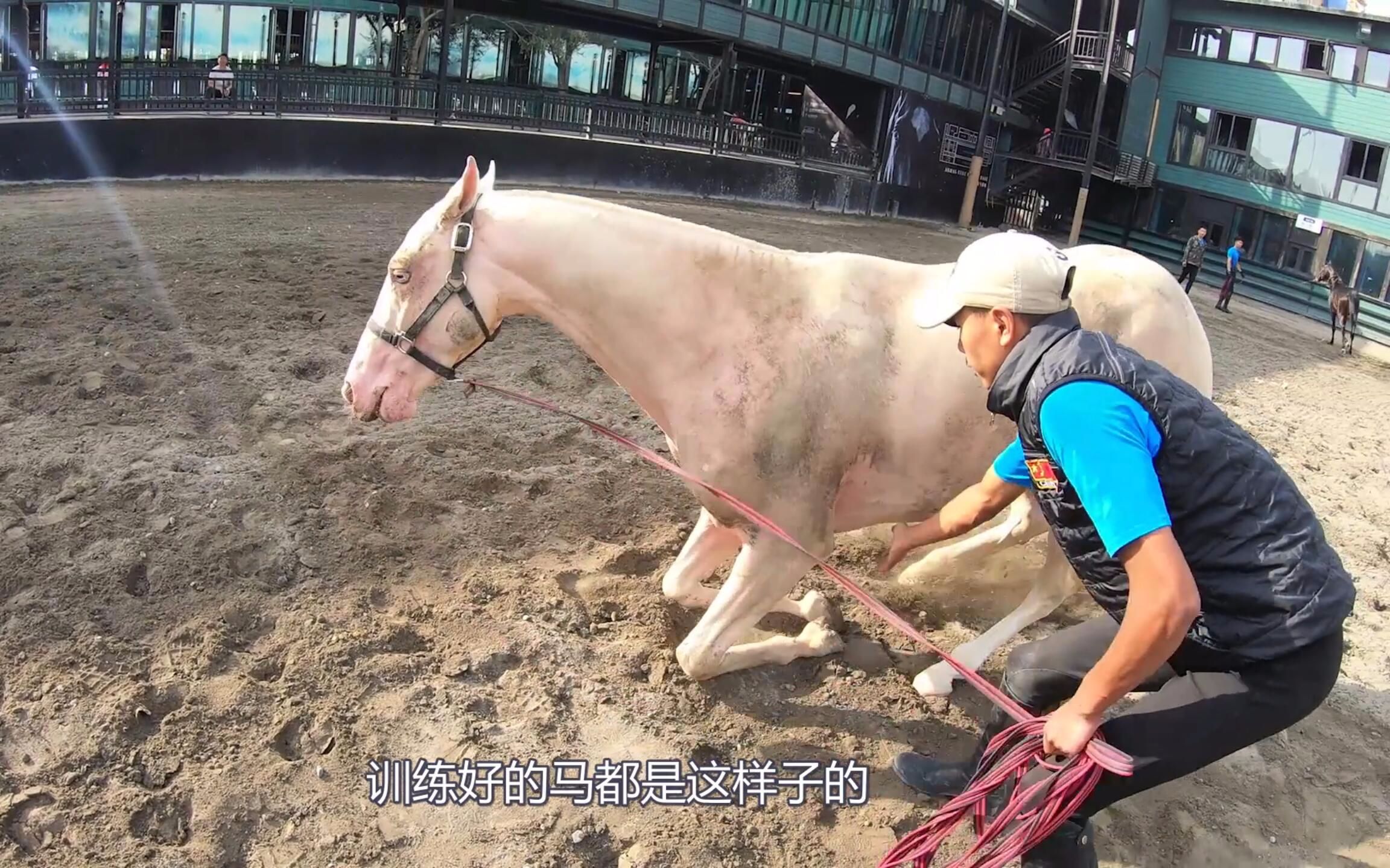 汗血寶馬要如何調教?新疆野馬娜娜教你馴馬,寶馬性子都這麼烈?