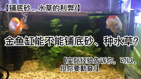 养金鱼能不能铺底砂 水草 利弊和后期维护 哔哩哔哩 つロ干杯 Bilibili