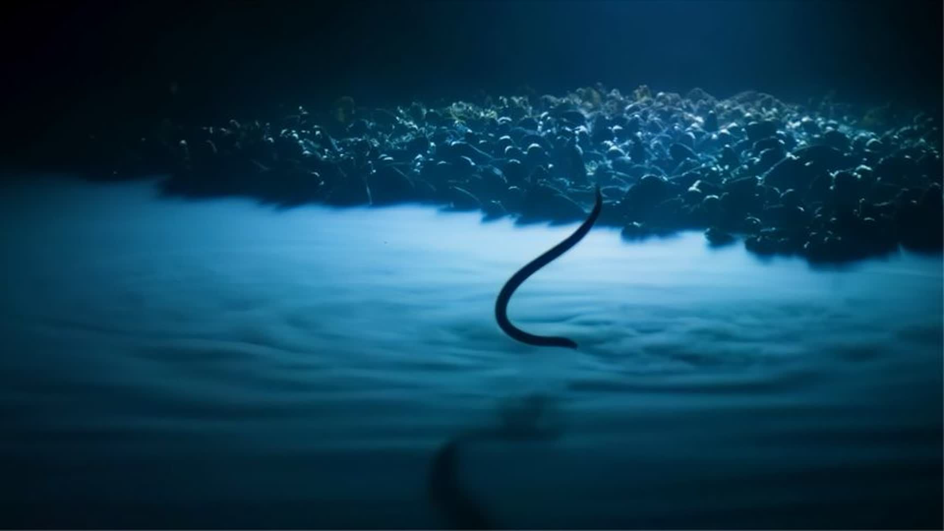 海底巨大的盐卤池也被称为死亡之水,却生存着上百年的巨型贻贝