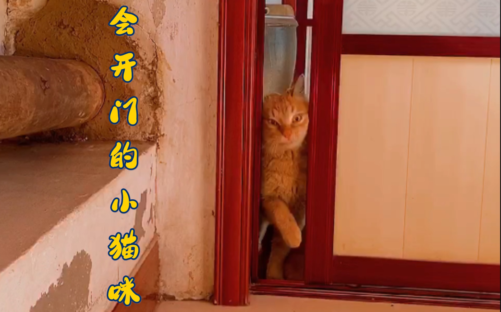 小猫咪能有什么坏心眼呢它只是想开门进来睡觉而已啦