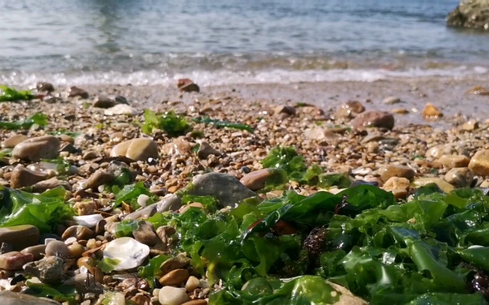 阳光,大海,和一看就好吃的海带