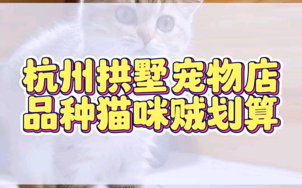 杭州幺社领猫馆拱墅店的猫咪来啦哔哩哔哩bilibili