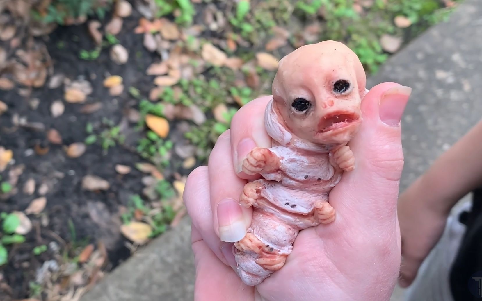 小学生捡到的奇怪生物是什么?100个无法解释的未解之谜!