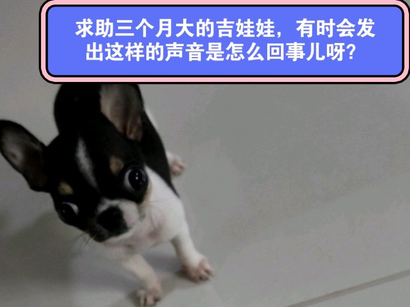 求助 三个月大的吉娃娃有的时候会发出这样的声音,是怎么回事呀