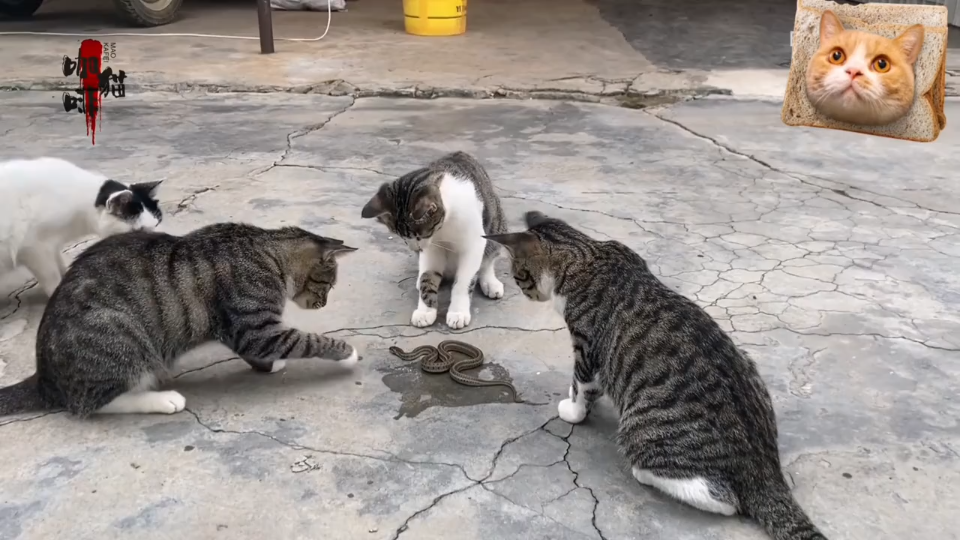 猫蛇大战:蛇不断尝试突围,都被猫拍了回去,蛇最终能否逃离?