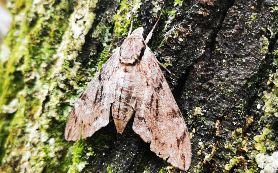 武夷山(4)公路边的丁香天蛾,伪瓢虫,拟天牛和叶甲