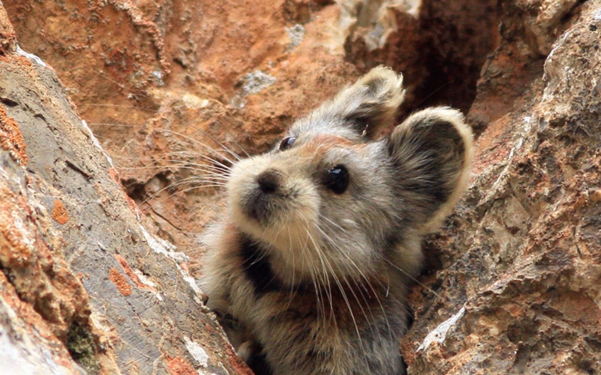 [图]【野生动物】濒危的伊犁鼠兔(The Ili pika)，你怎能错过？