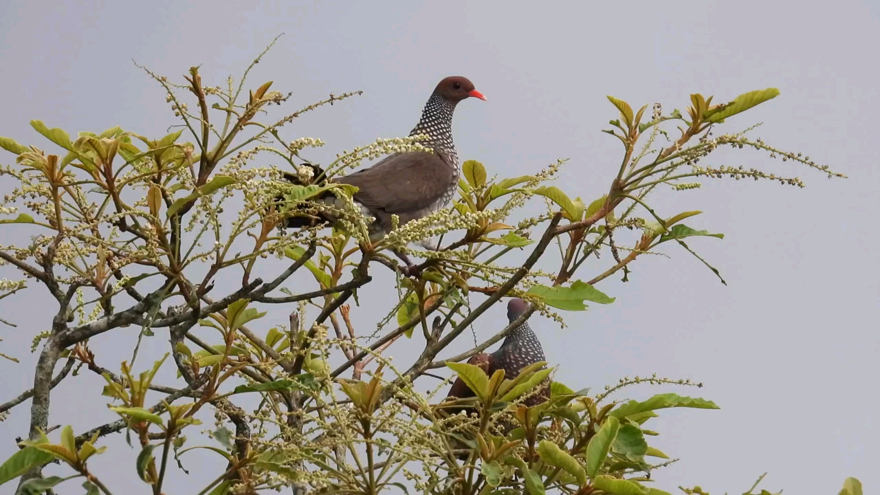 红鱼鳞鸽子图片图片