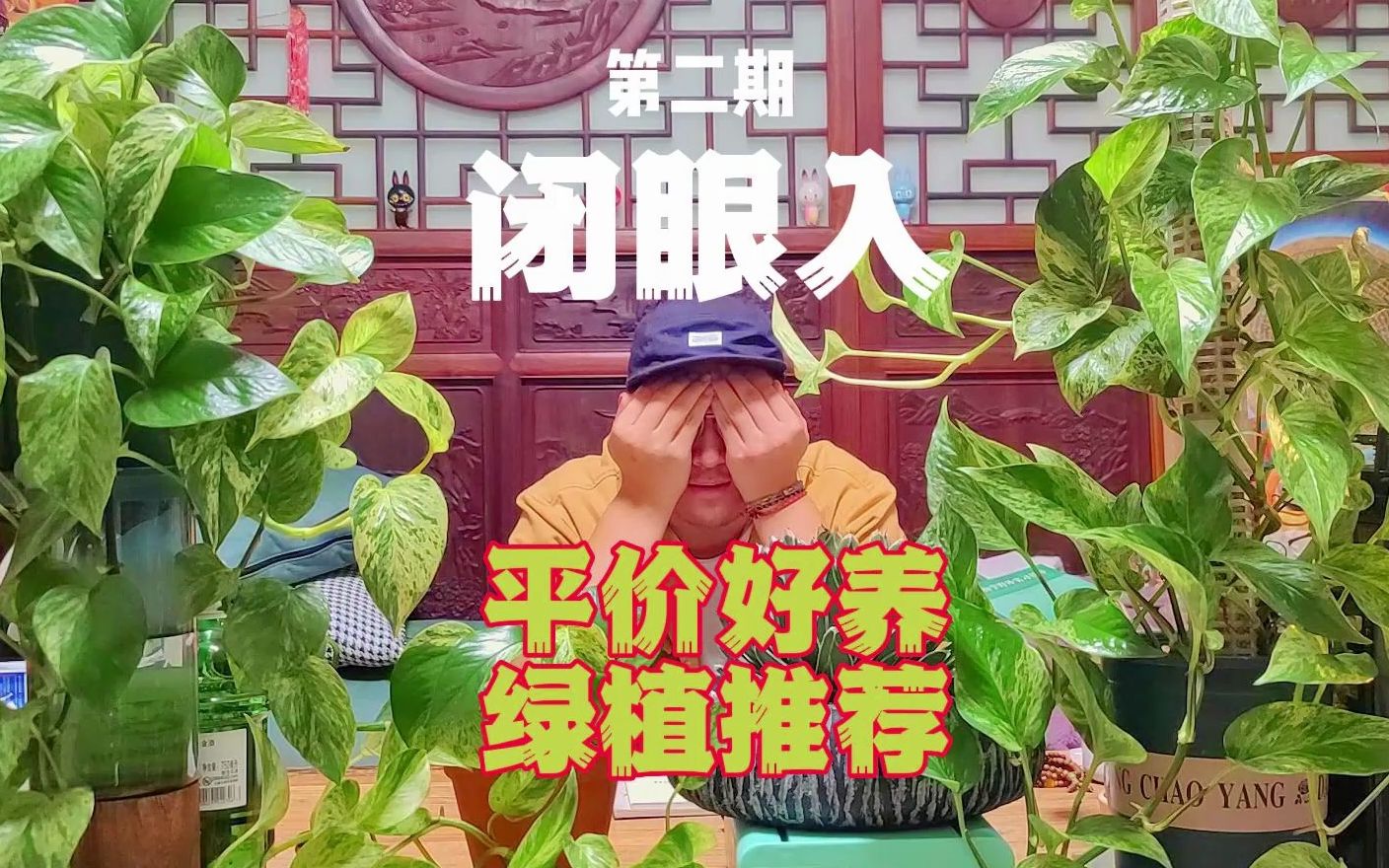 植物改造家|新手小白好养室内绿植推荐哔哩哔哩bilibili