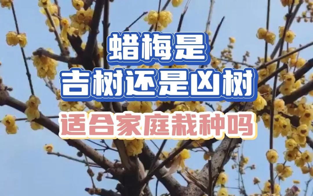 蜡梅是吉树还是凶树,适合家庭栽种吗哔哩哔哩bilibili