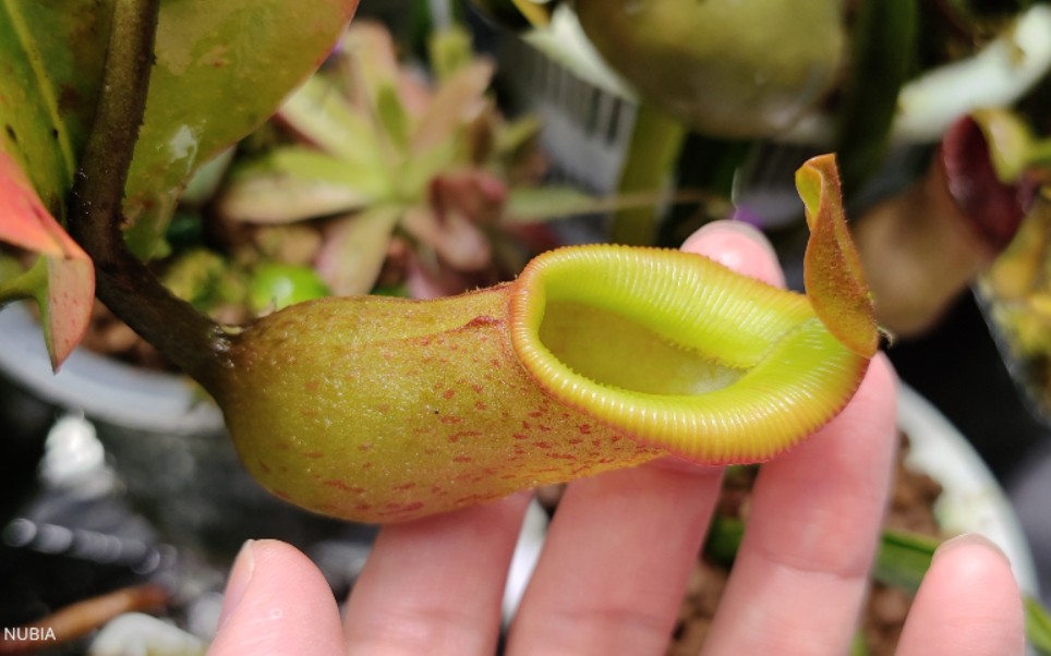 活动作品猪笼草捕食画面