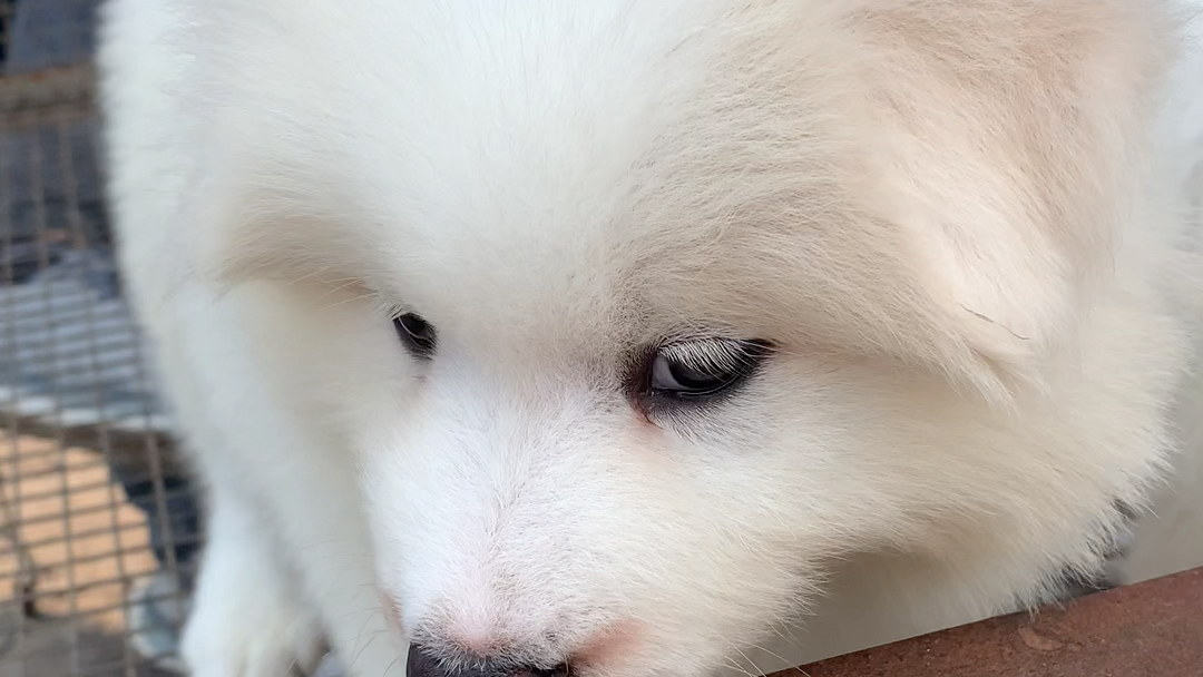 微笑天使萨摩耶