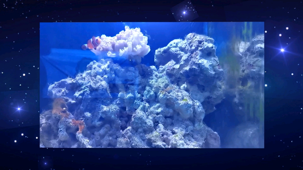 海底总动员水母跳舞好美