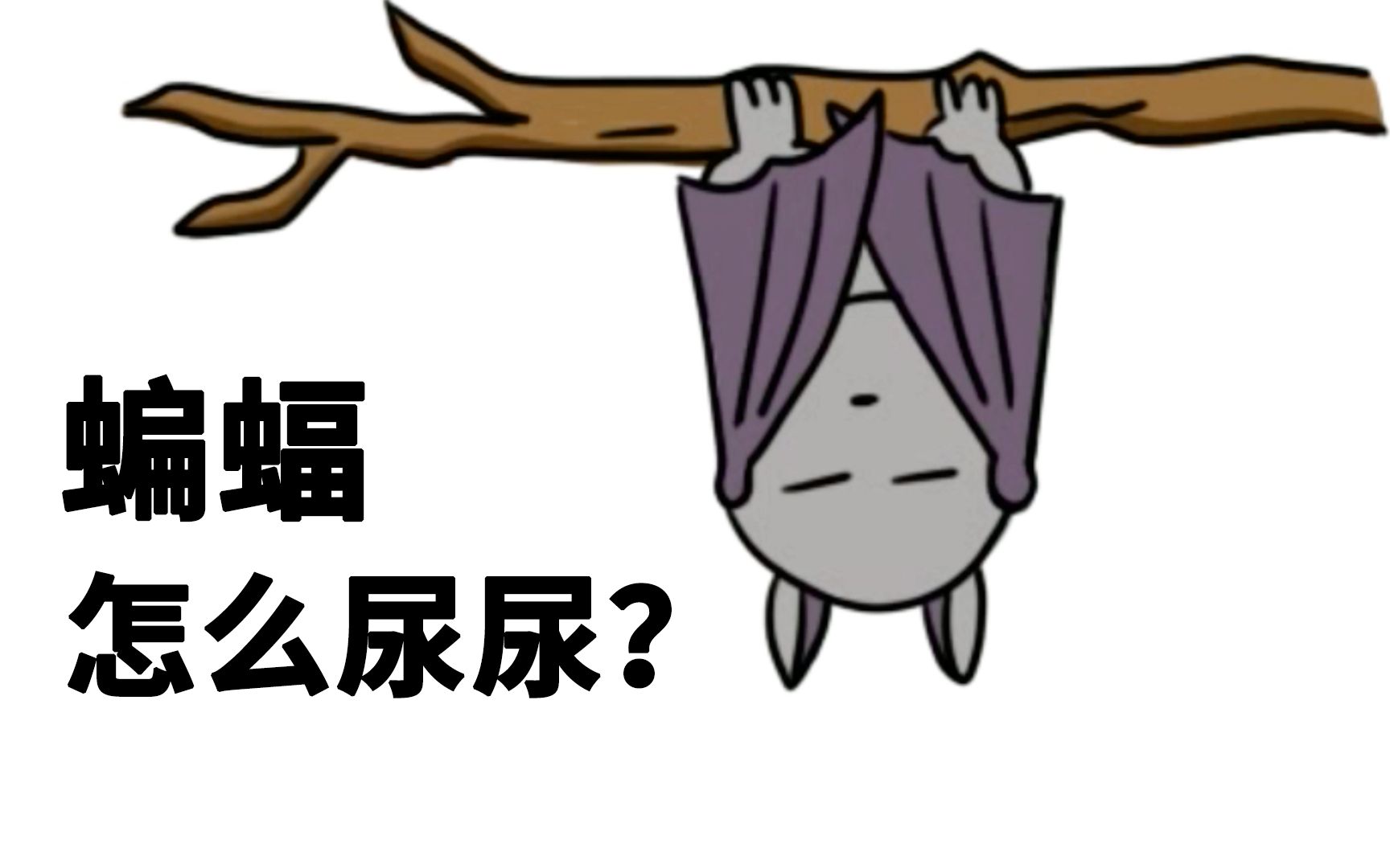 【冷知识】那些会飞的动物,都是怎么撒尿的?哔哩哔哩bilibili