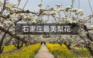 Download Video: 石家庄最适合看梨花和油菜花的地方