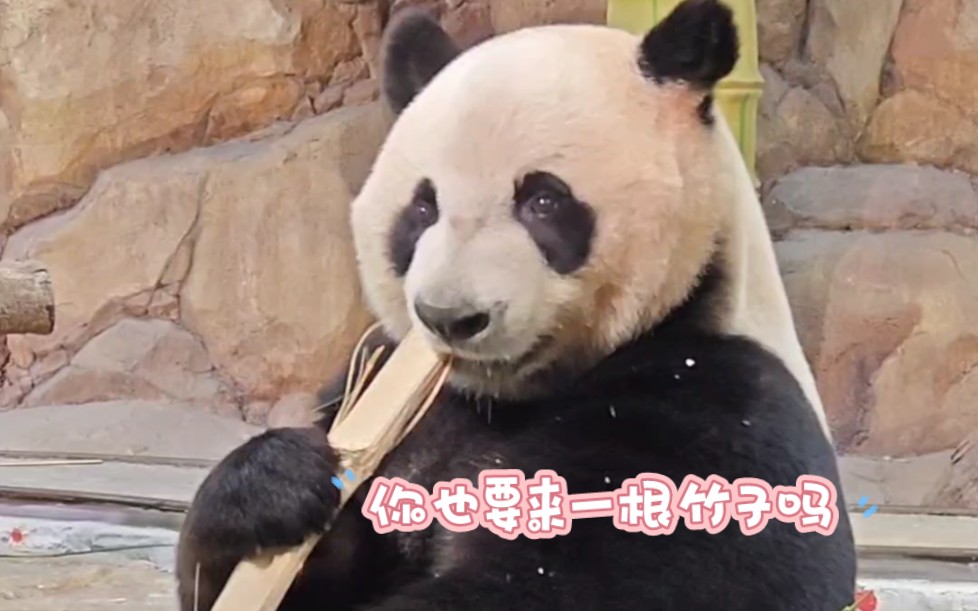 沉浸式看大熊猫吃竹子