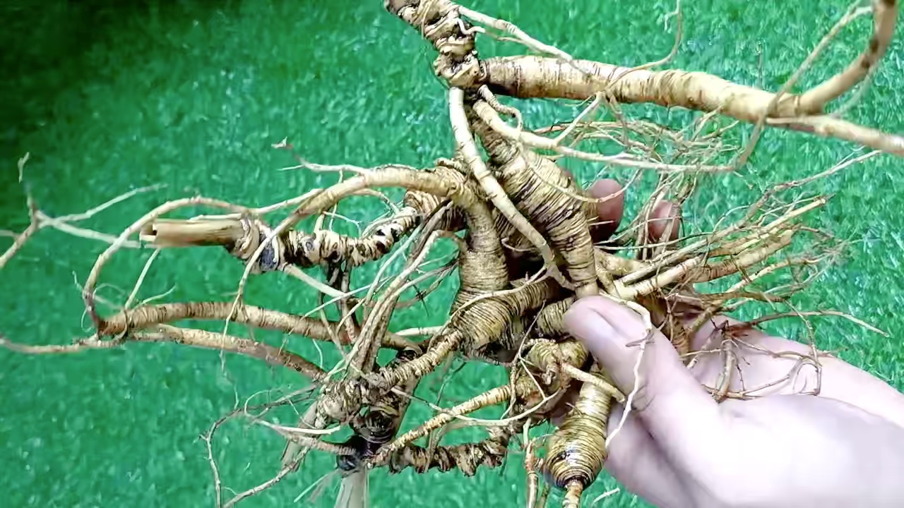 自用天花板的野山参,芦头全是碗