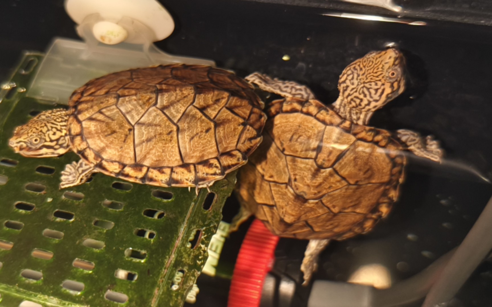 虎纹蛋龟大苗喂食