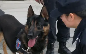 Скачать видео: 大家期待的退役警犬领养又来了，“神风”即将退役，现面向全社会招免费领养，符合条件的欢迎报名咨询