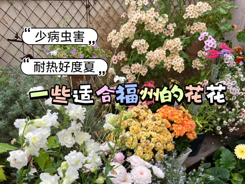 一些花草品种推荐哔哩哔哩bilibili