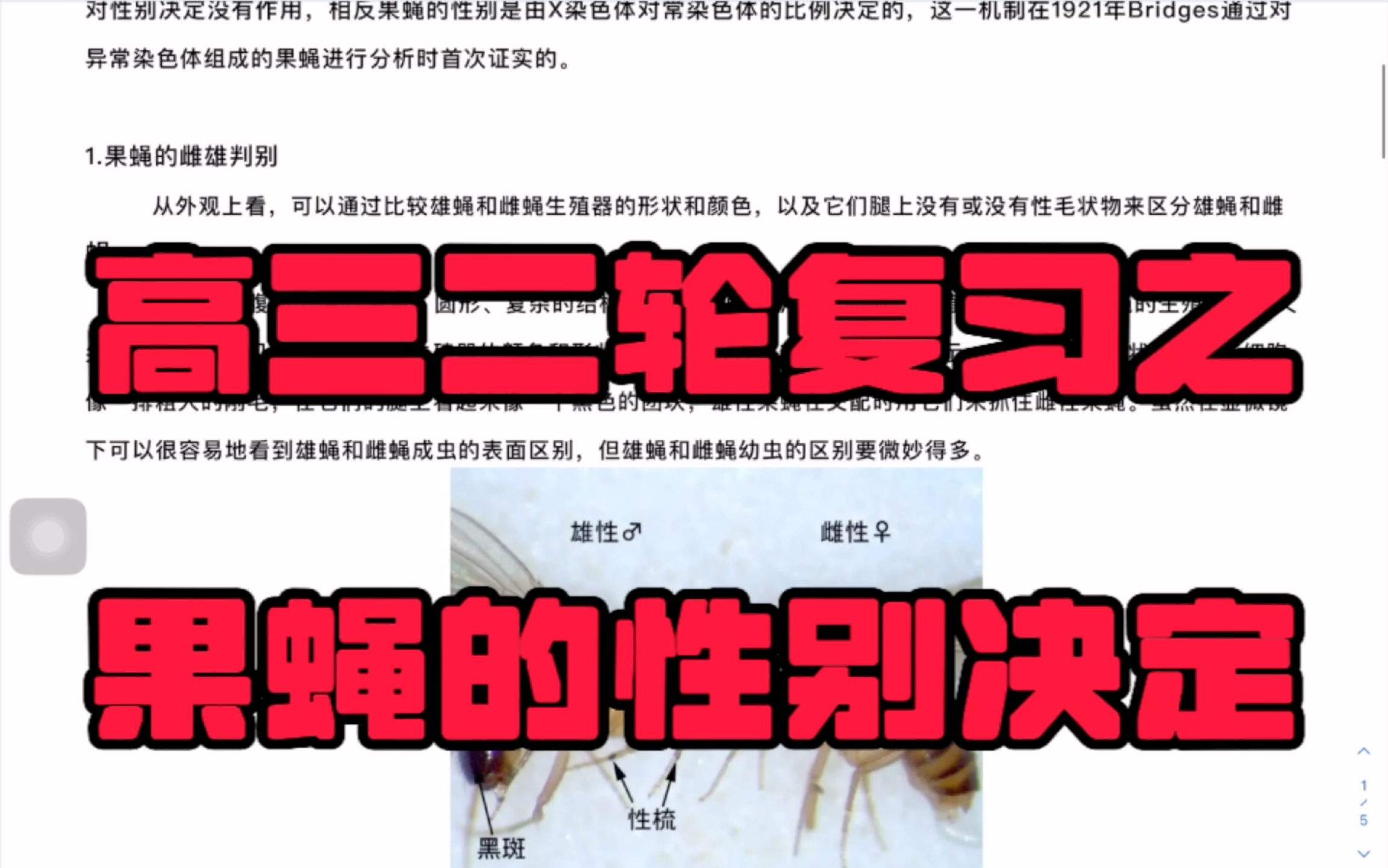 2023年潍坊高三一模生物考试试题变式训练之果蝇的性别决定,如何根据果蝇的性指数判断果蝇性别哔哩哔哩bilibili