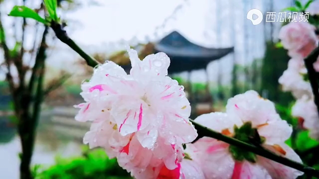 [图]雨中的相思