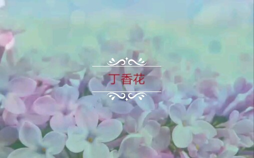 [图]丁香花开丁香花落，岁月如歌