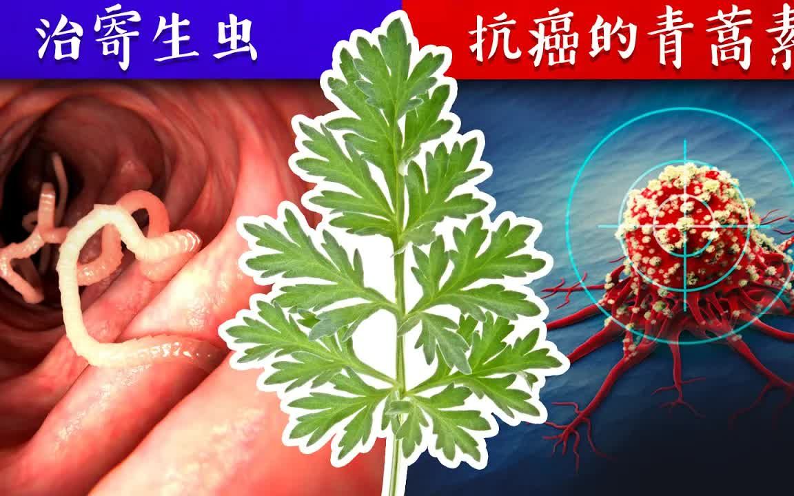 [图]青蒿素(苦艾草)惊人好处 ,柏格医生dr berg