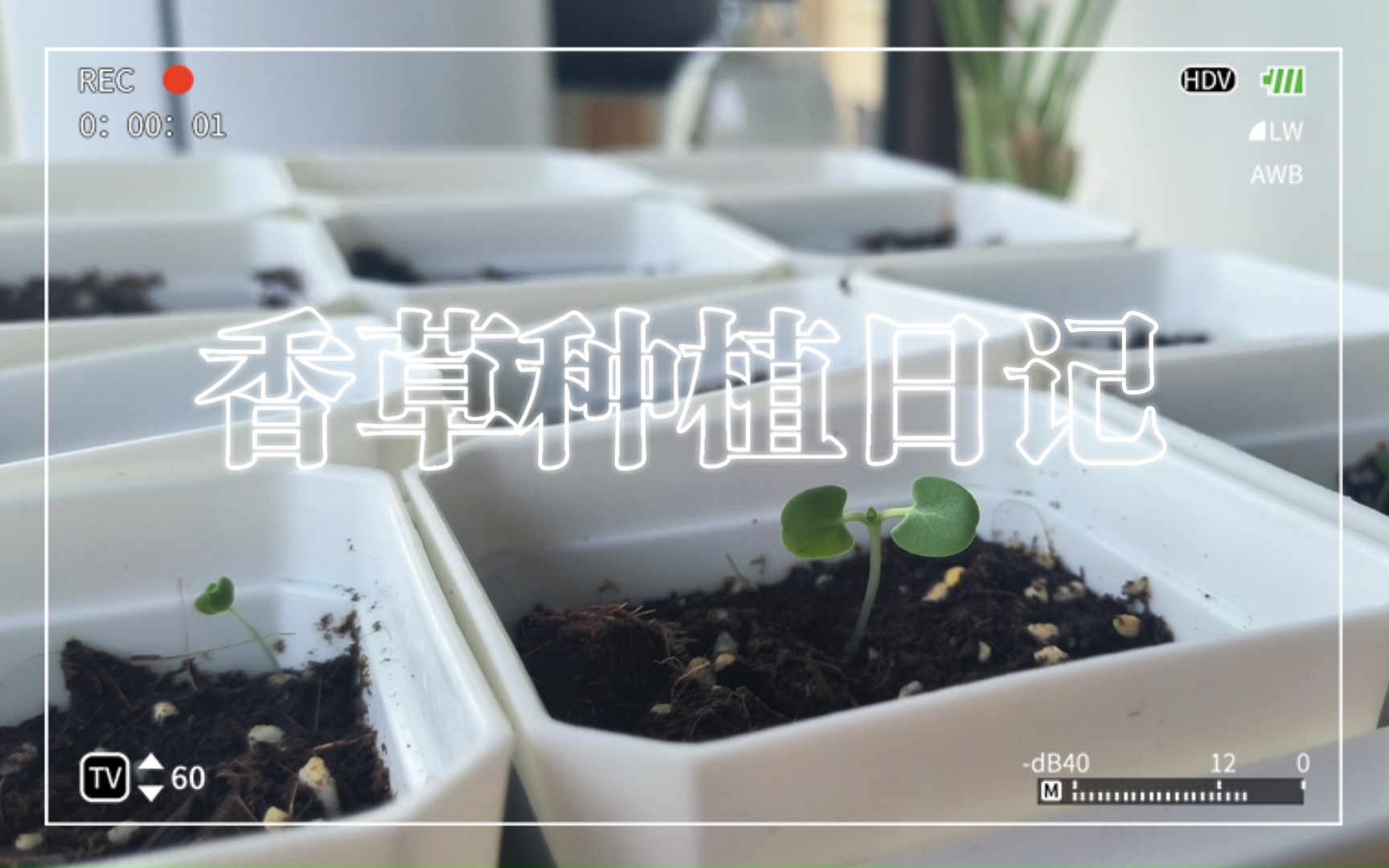 [图]香草种植第十日