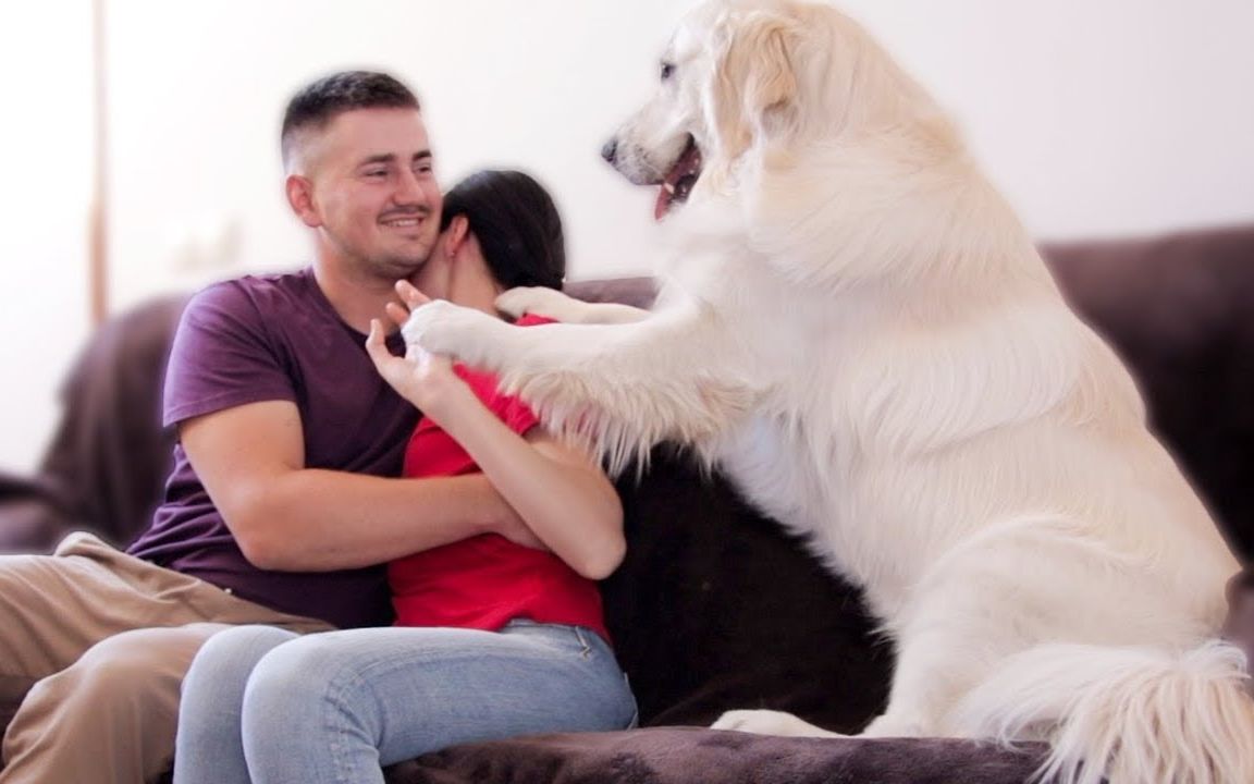 虐狗啦!主人和妻子在自家金毛面前秀恩爱,狗狗会吃醋吗?这反应太逗了!