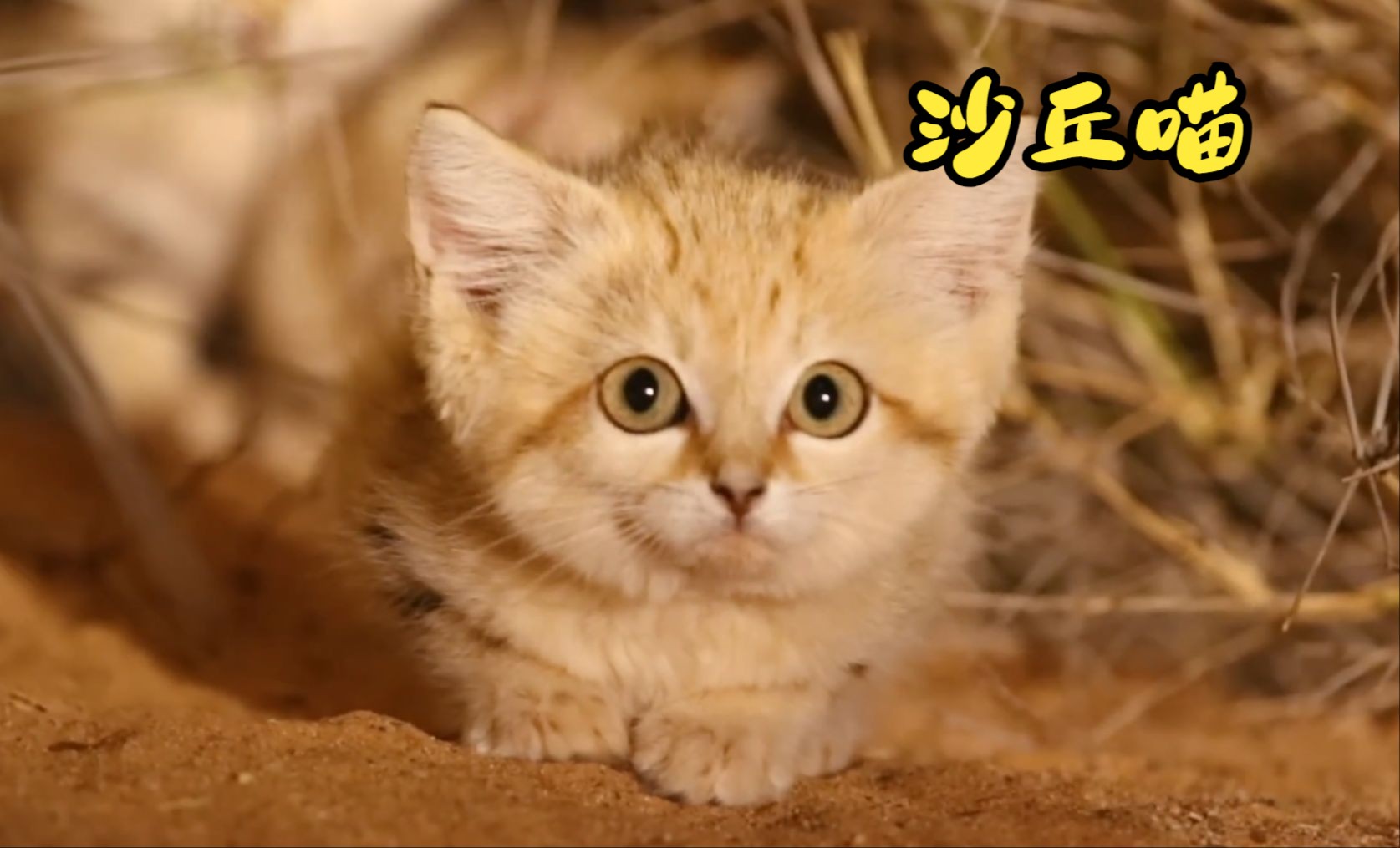 沙丘猫：你就看我可不可爱就完事了