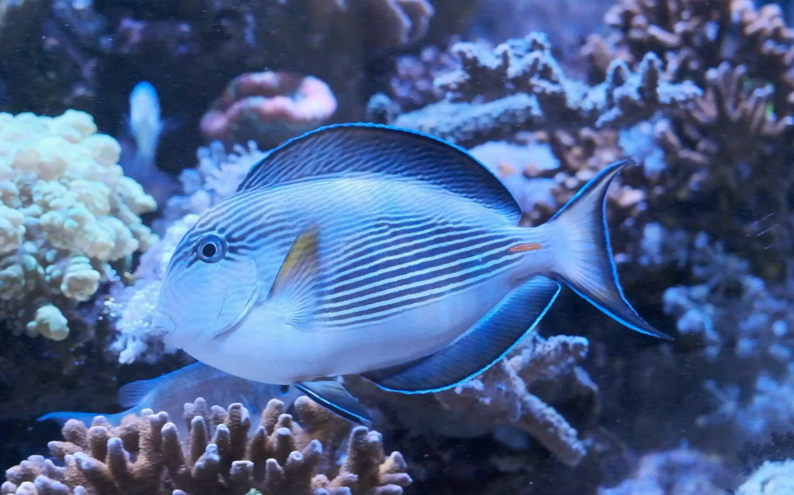 红海骑士长大了
