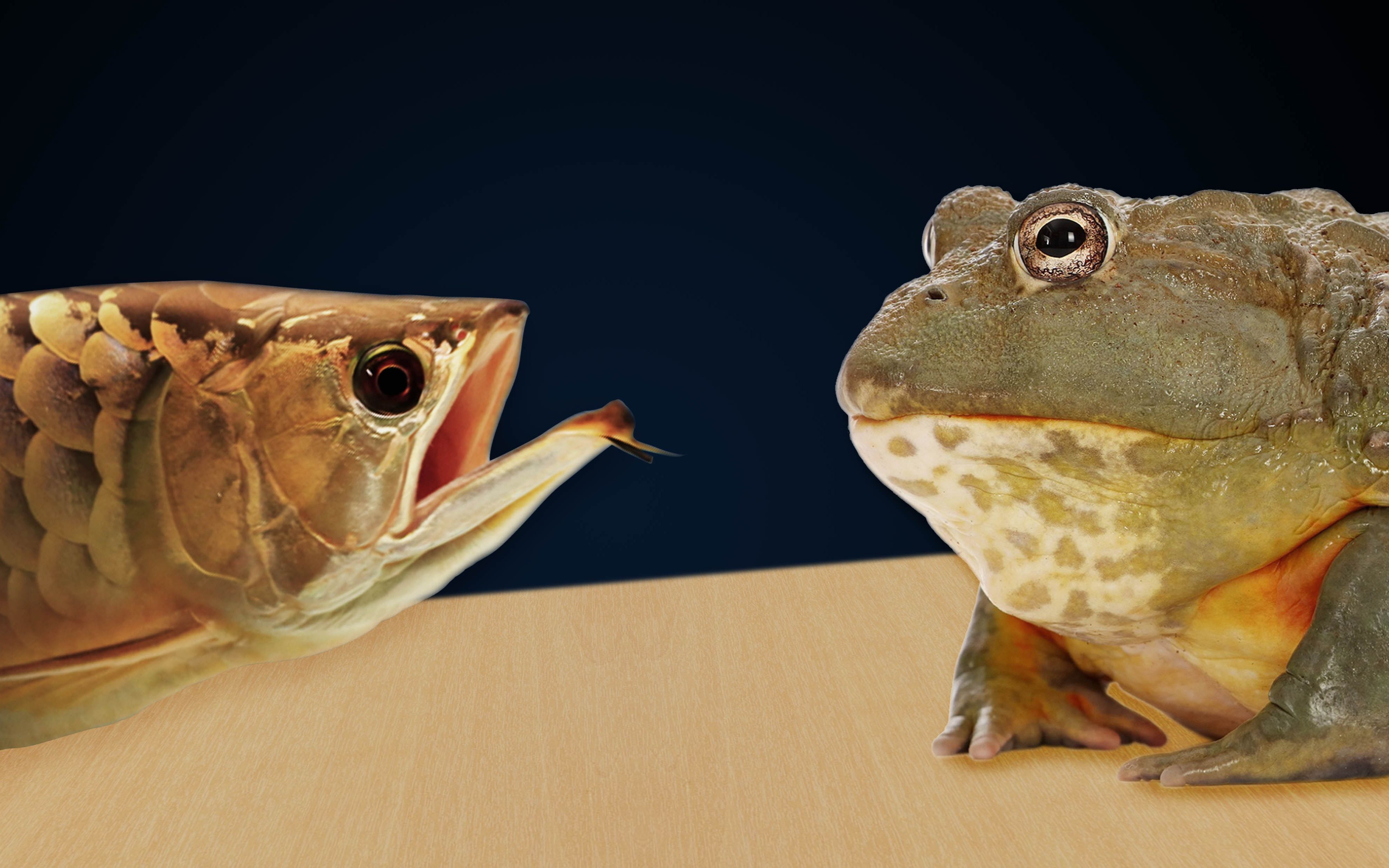 非洲巨蛙vs非洲牛蛙图片